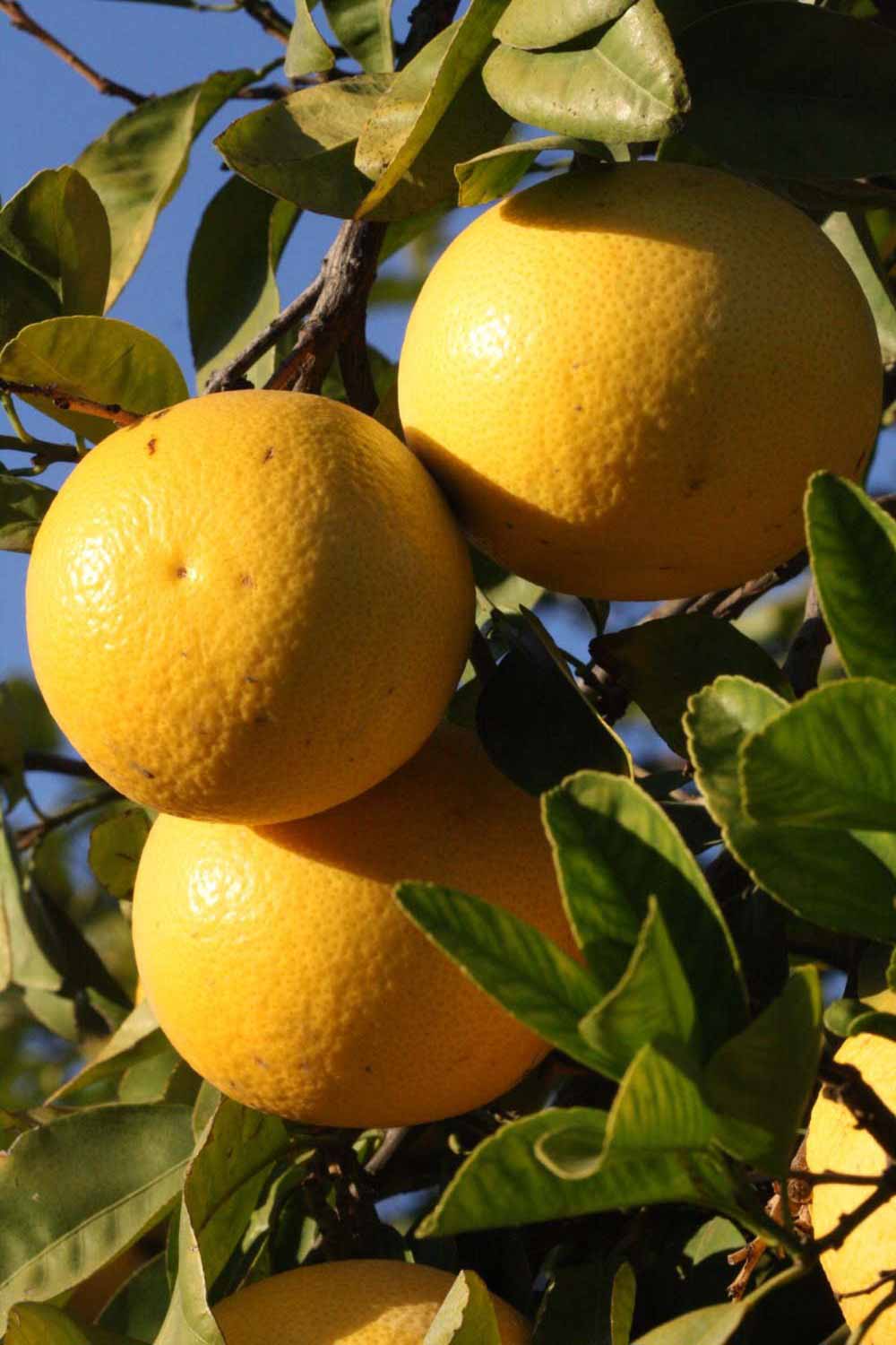              Fruit (Riverside, CA)       